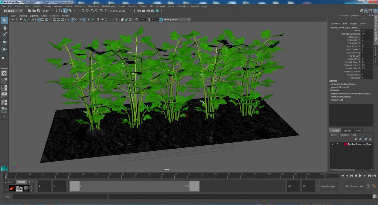 3D model Parsley Grows in Row