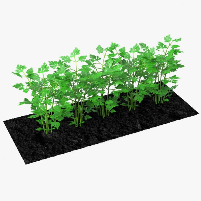 3D model Parsley Grows in Row