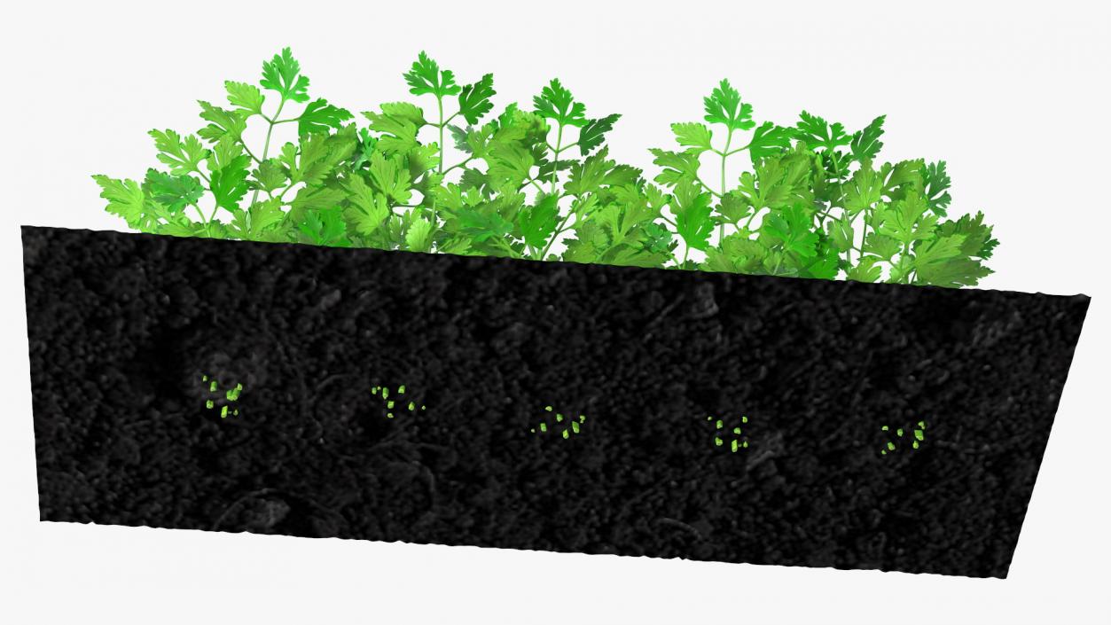 3D model Parsley Grows in Row