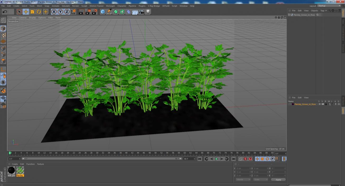 3D model Parsley Grows in Row