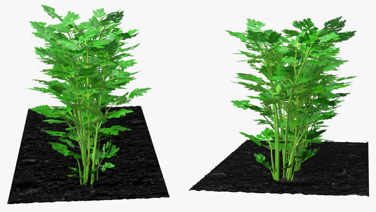 3D model Parsley Grows in Row