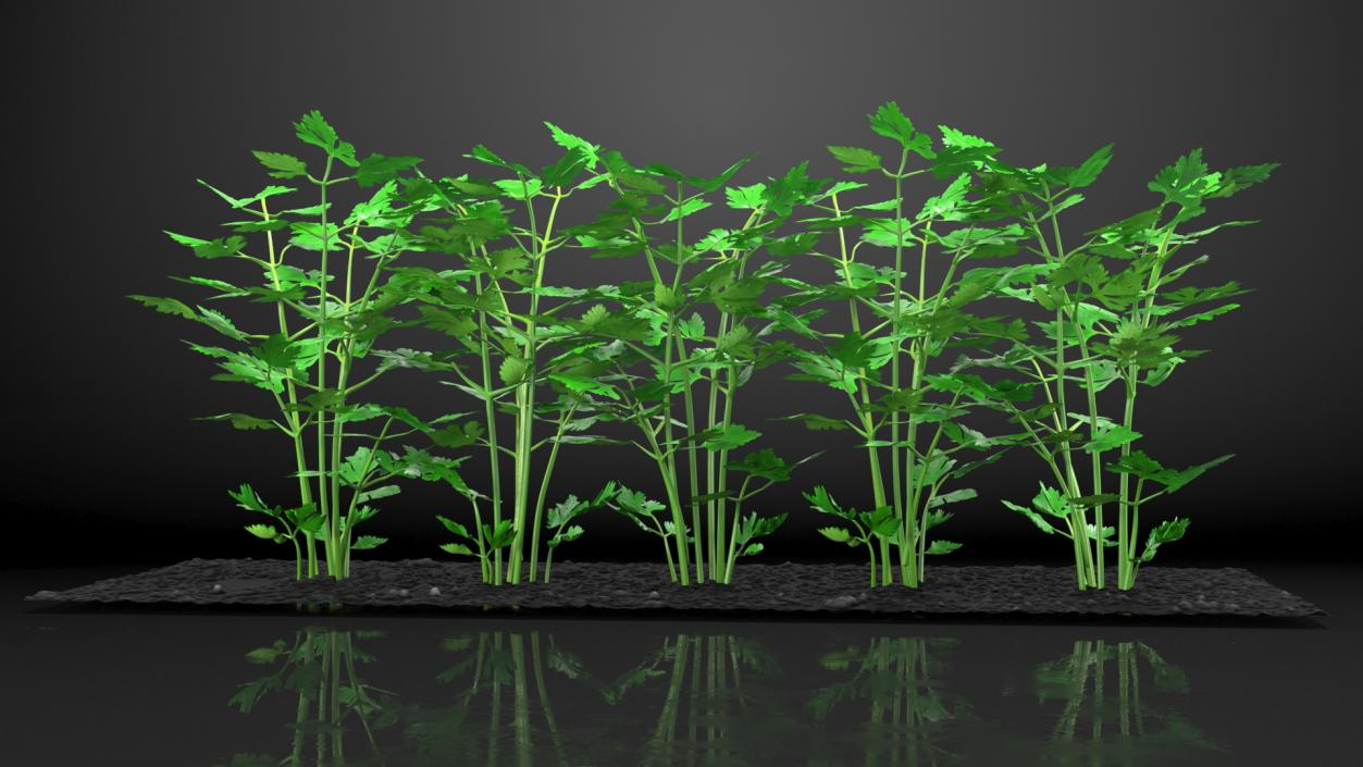 3D model Parsley Grows in Row