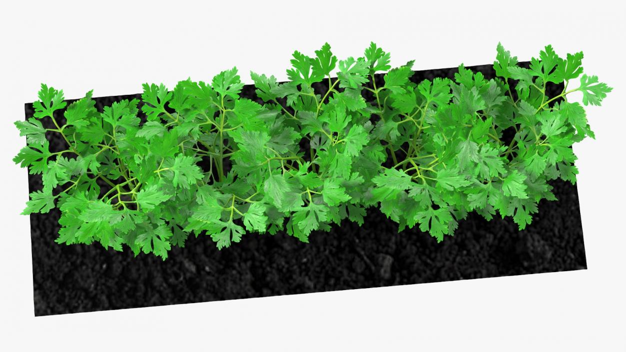 3D model Parsley Grows in Row