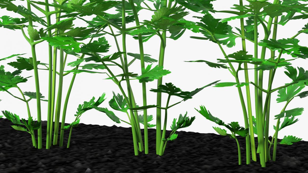 3D model Parsley Grows in Row