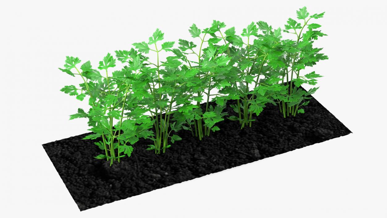 3D model Parsley Grows in Row