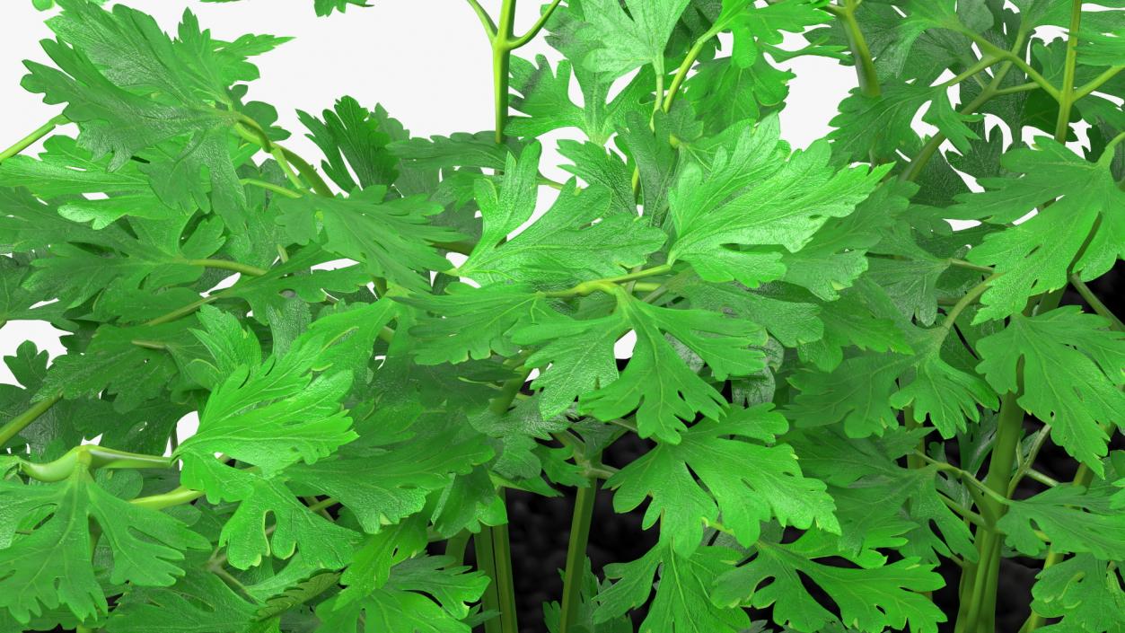 3D model Parsley Grows in Row