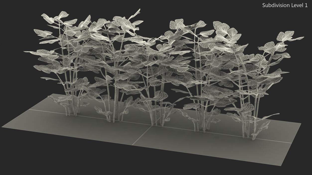 3D model Parsley Grows in Row