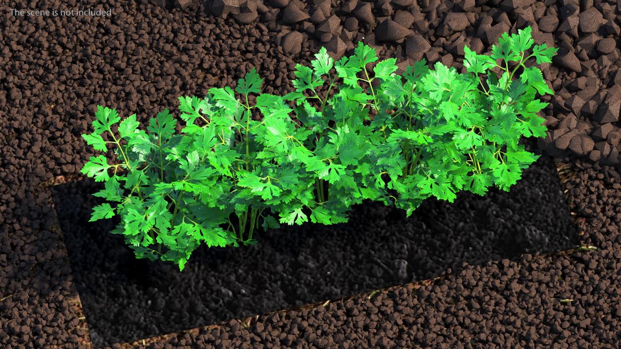 3D model Parsley Grows in Row