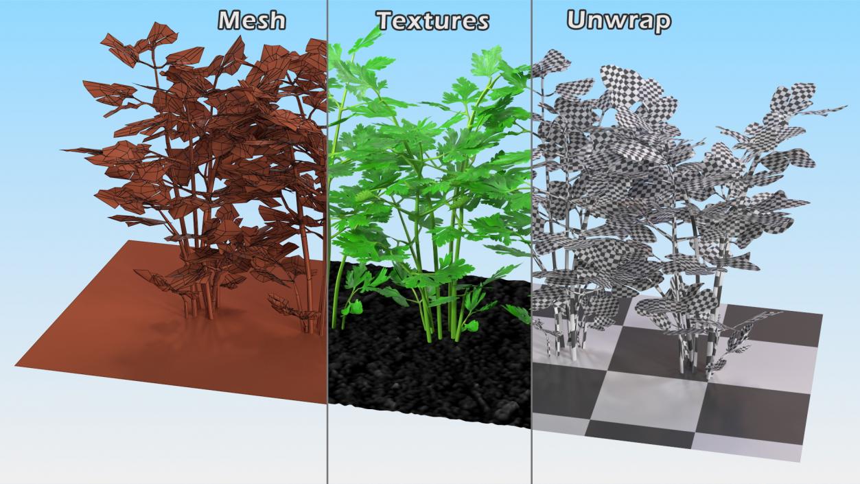 3D model Parsley Grows in Row