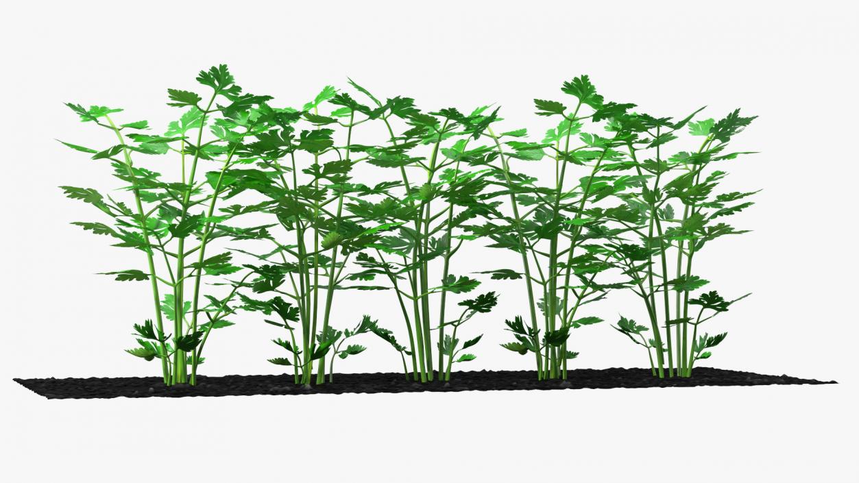 3D model Parsley Grows in Row