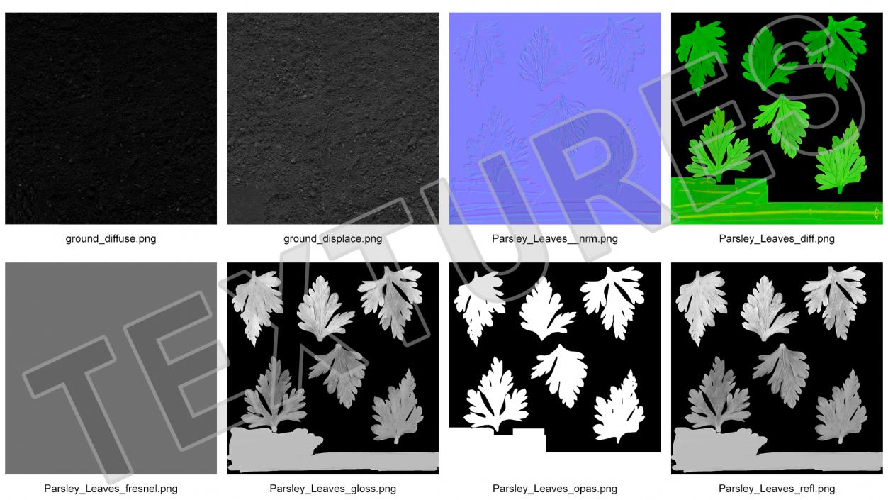 3D model Parsley Grows in Row