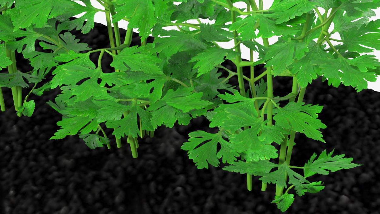 3D model Parsley Grows in Row