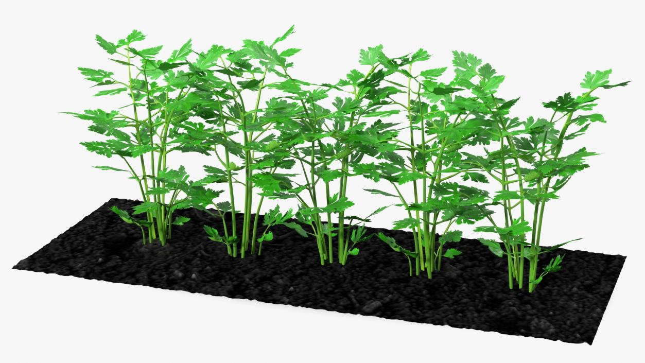 3D model Parsley Grows in Row