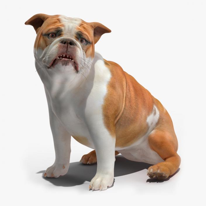 3D Bulldog Rigged for Cinema 4D model