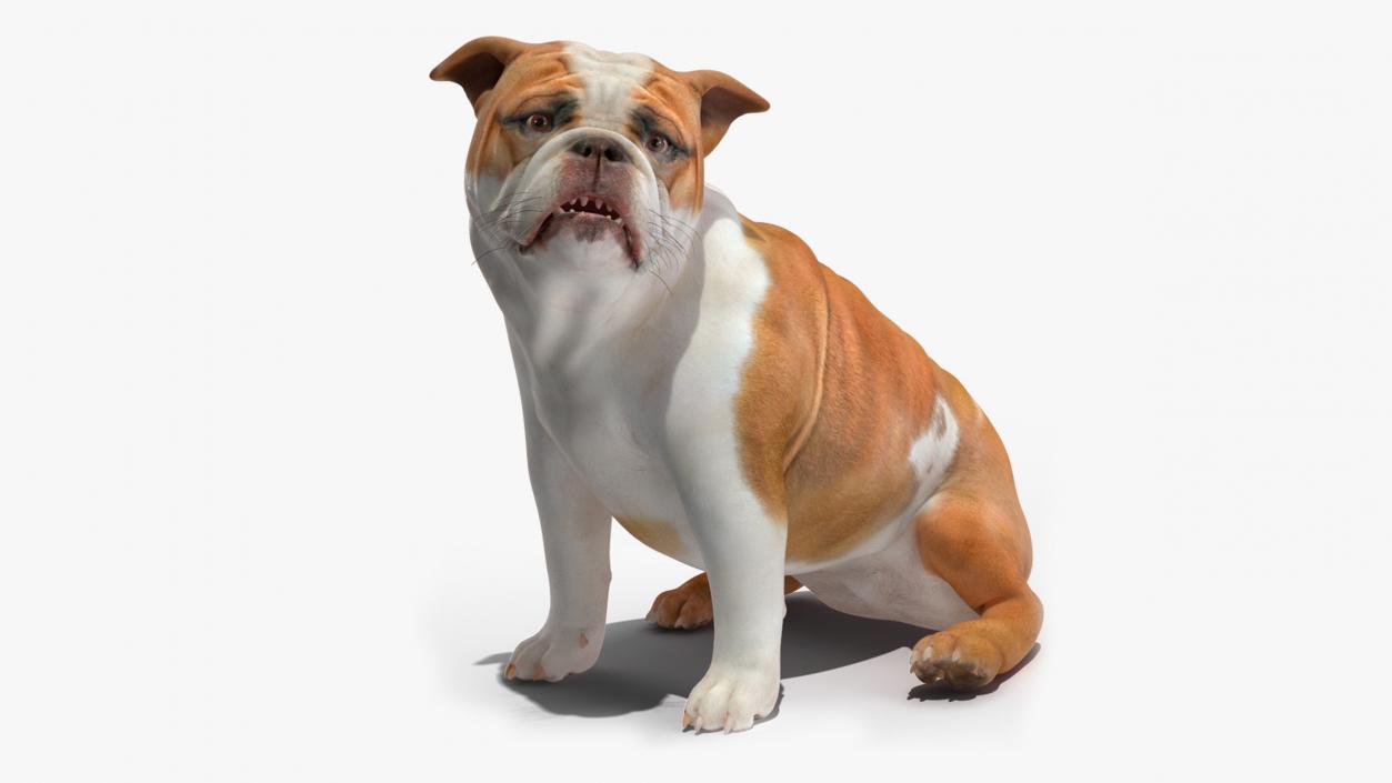 3D Bulldog Rigged for Cinema 4D model