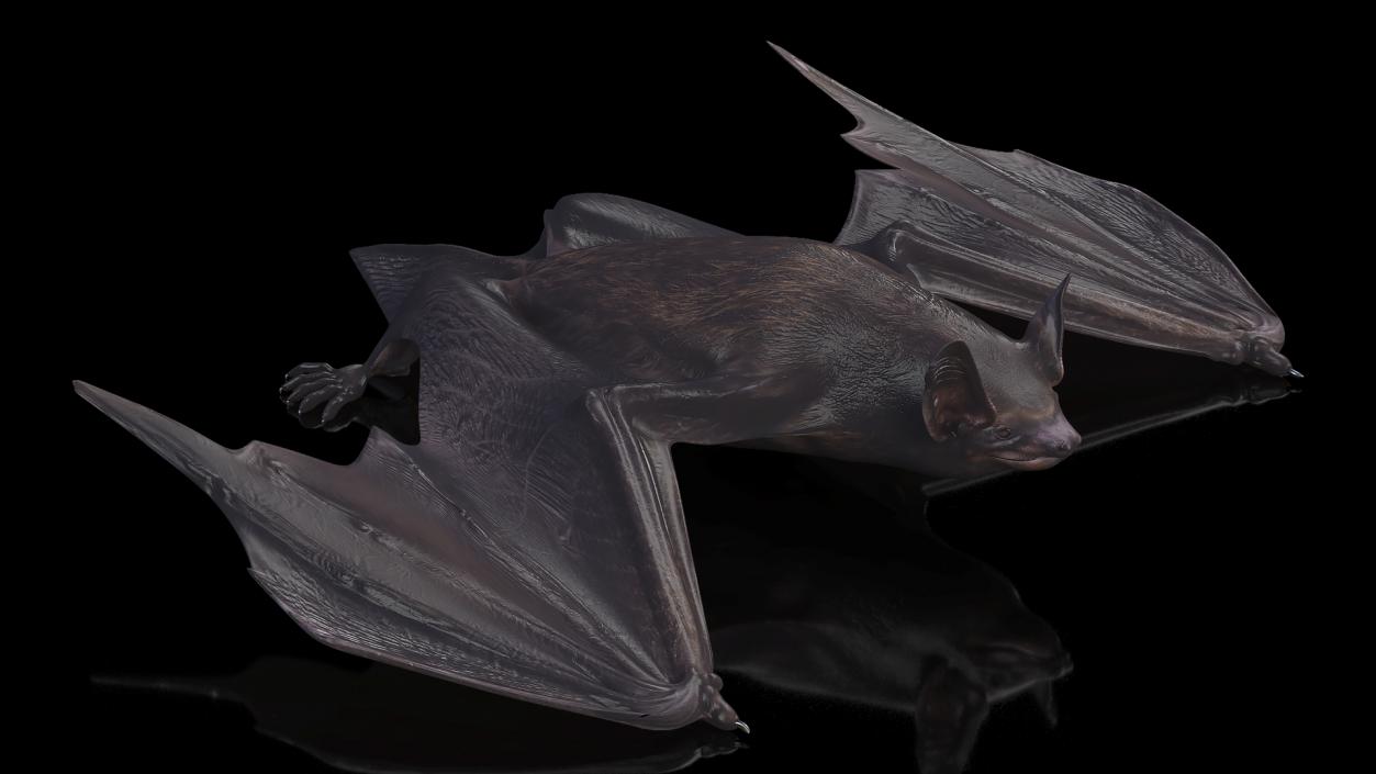 Black Bat Pose 3D model