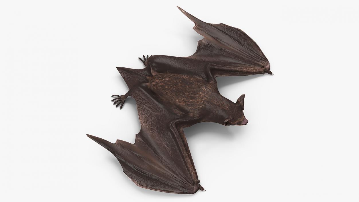 Black Bat Pose 3D model