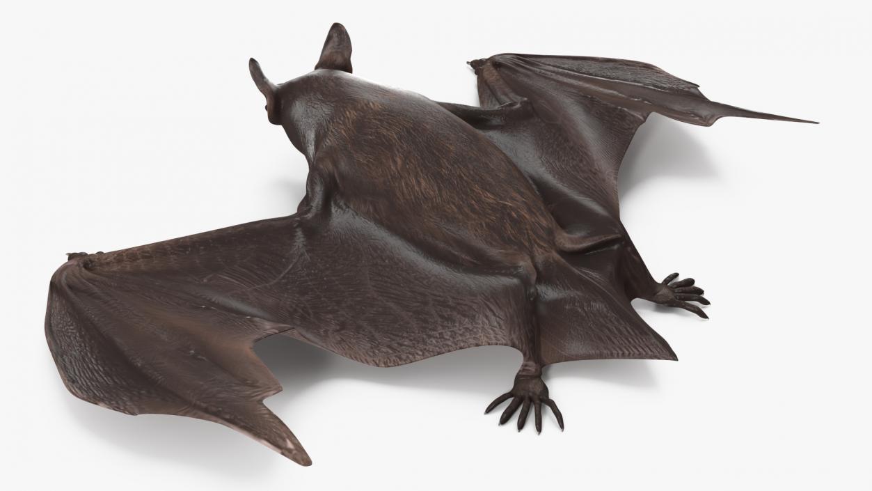 Black Bat Pose 3D model