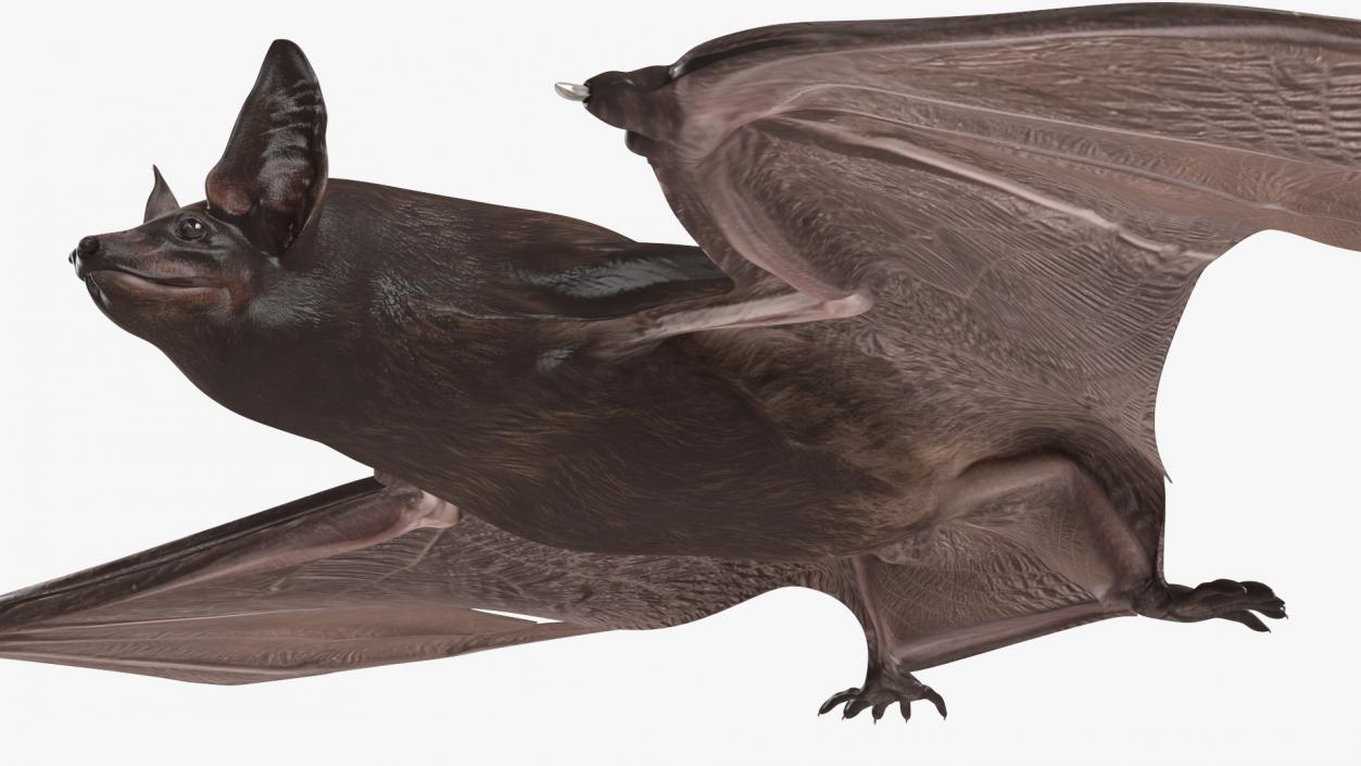 Black Bat Pose 3D model