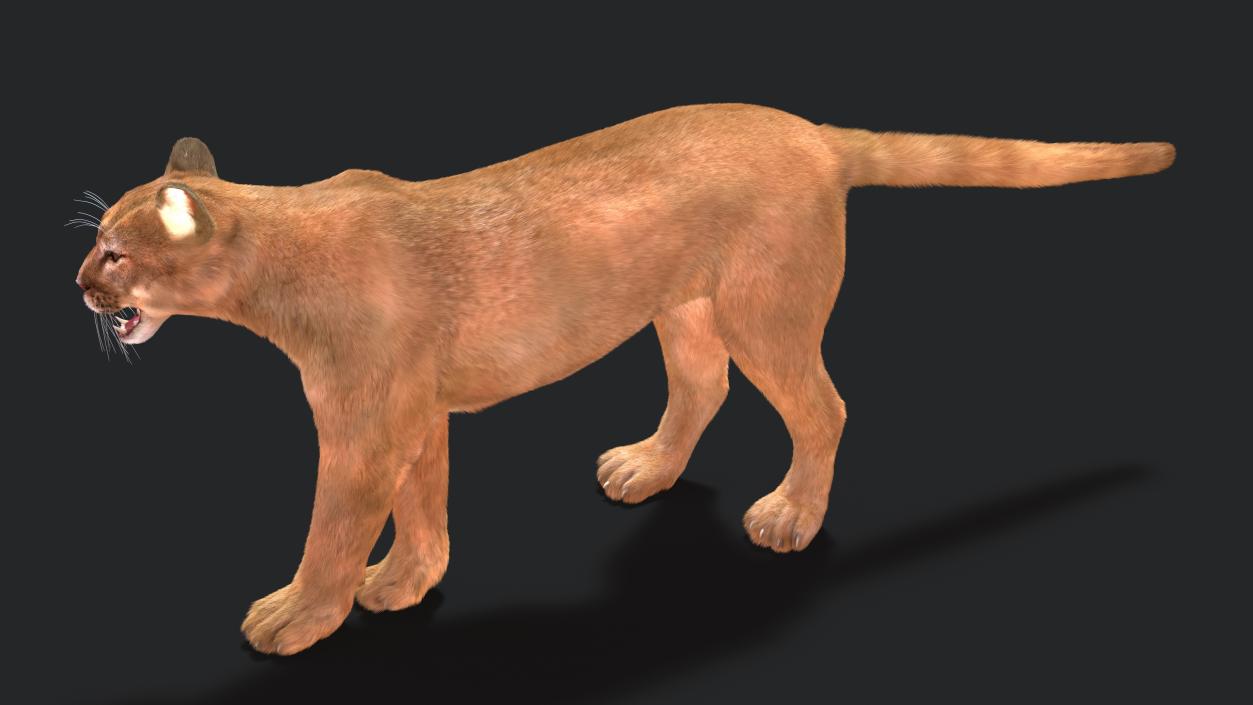 3D Big Cats Fur Collection model