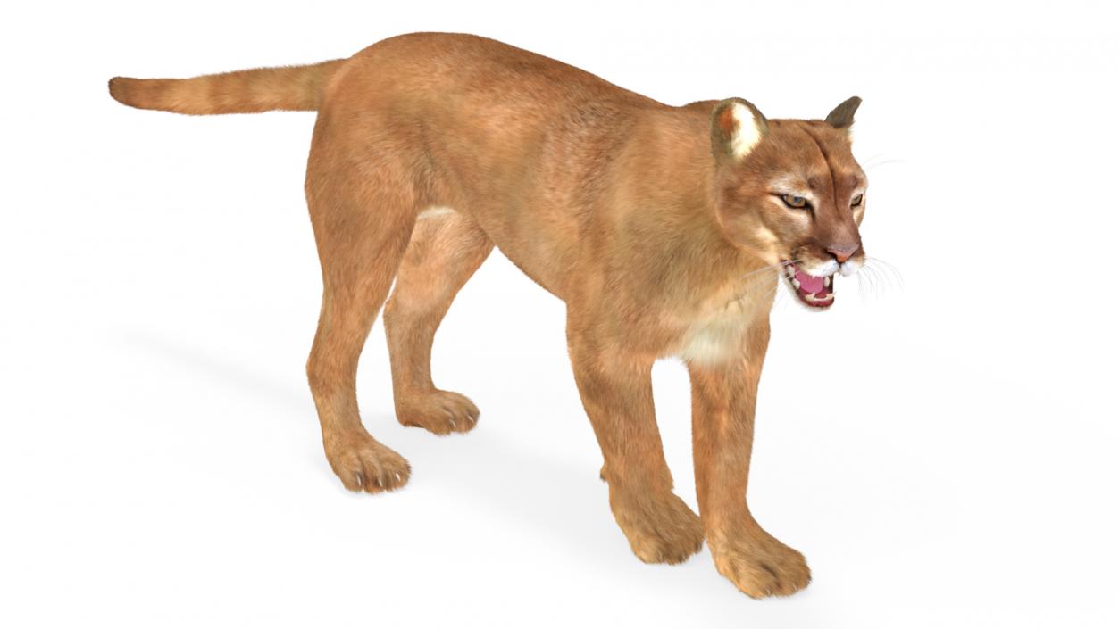 3D Big Cats Fur Collection model