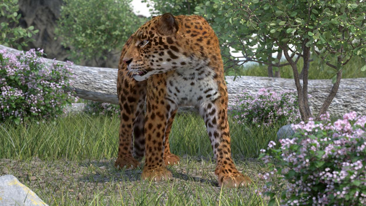 3D Big Cats Fur Collection model