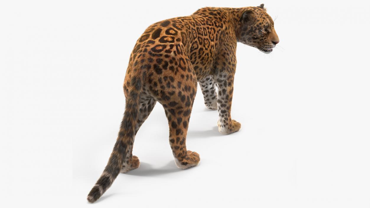 3D Big Cats Fur Collection model