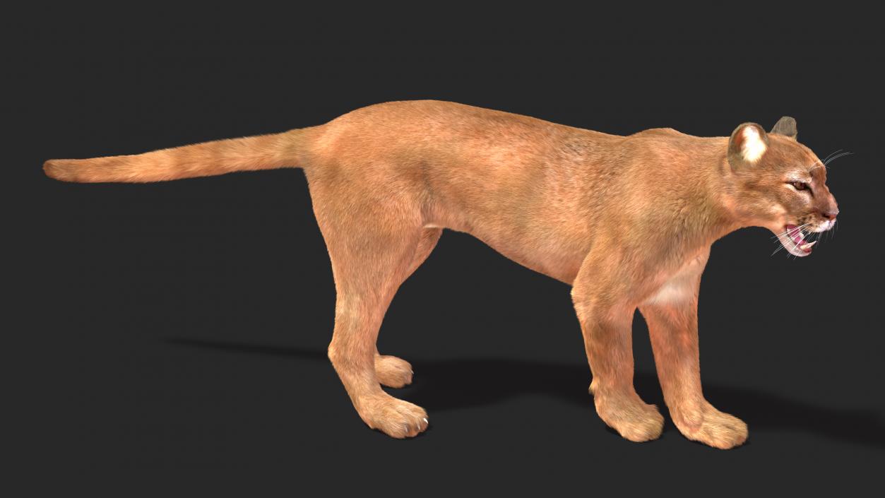 3D Big Cats Fur Collection model