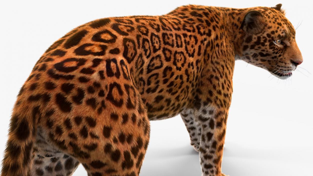 3D Big Cats Fur Collection model