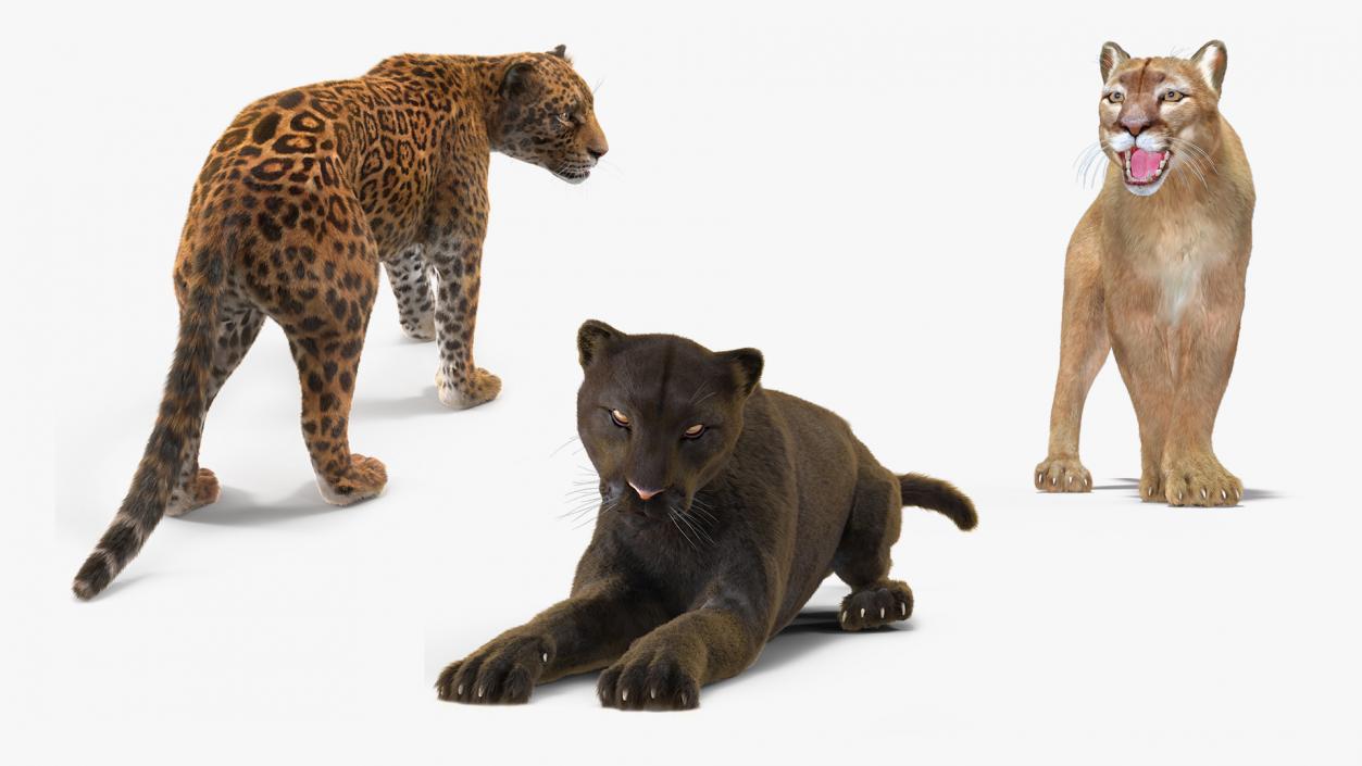 3D Big Cats Fur Collection model