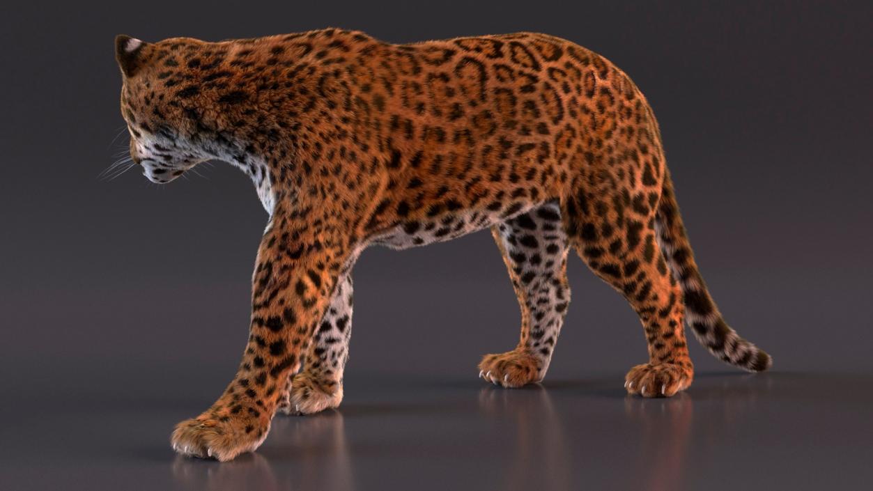 3D Big Cats Fur Collection model