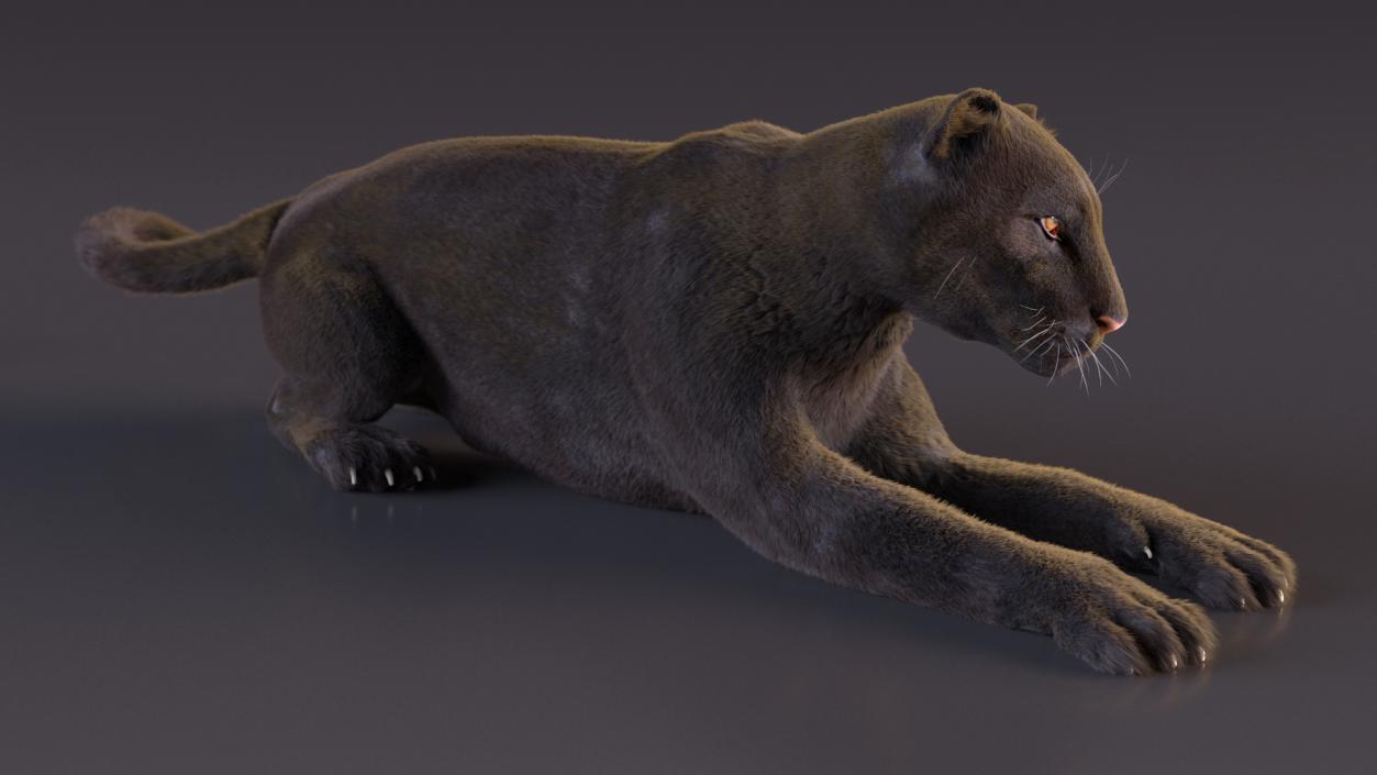 3D Big Cats Fur Collection model