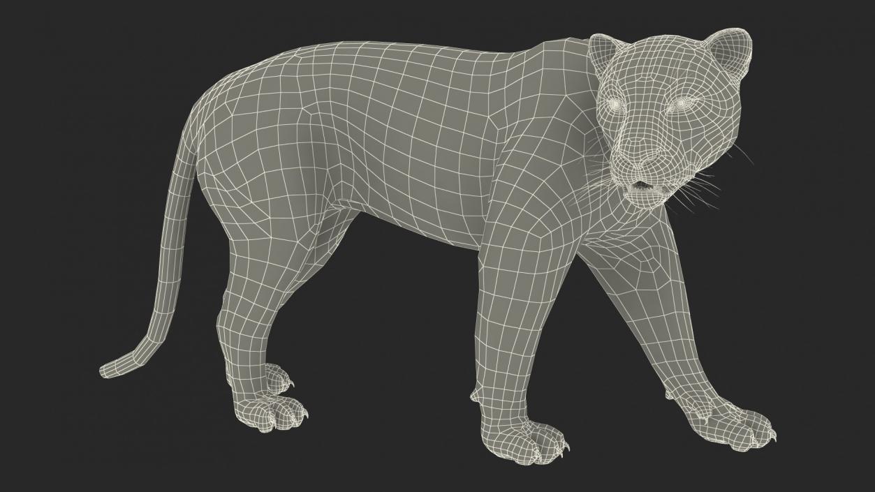 3D Big Cats Fur Collection model