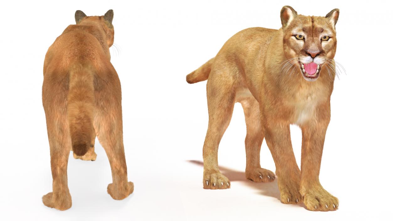 3D Big Cats Fur Collection model