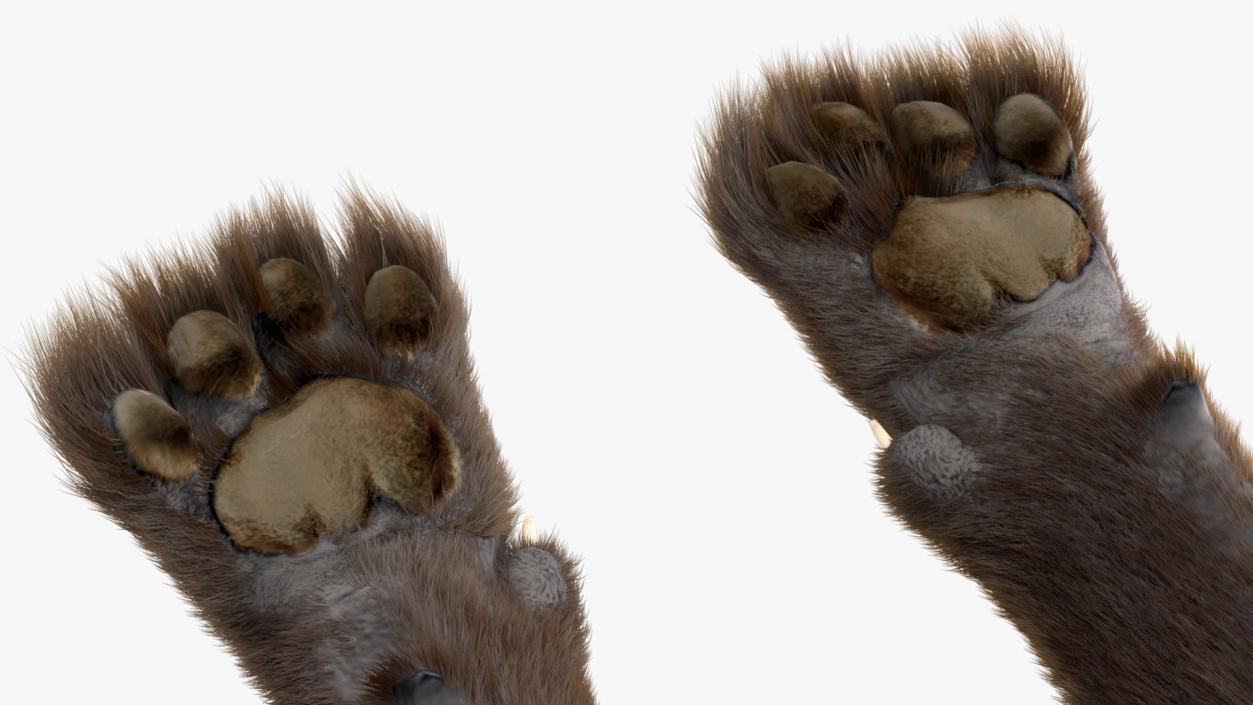 3D Big Cats Fur Collection model