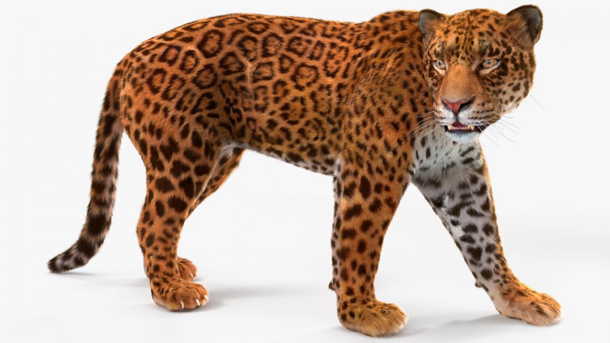 3D Big Cats Fur Collection model