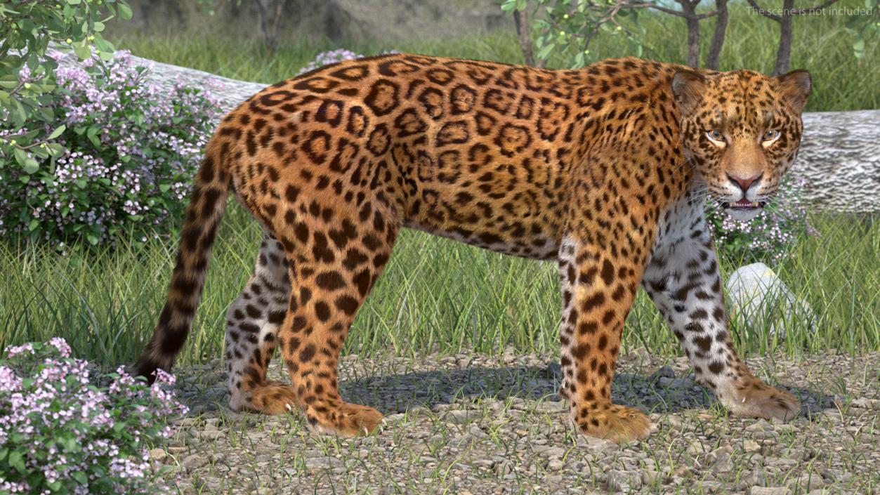 3D Big Cats Fur Collection model