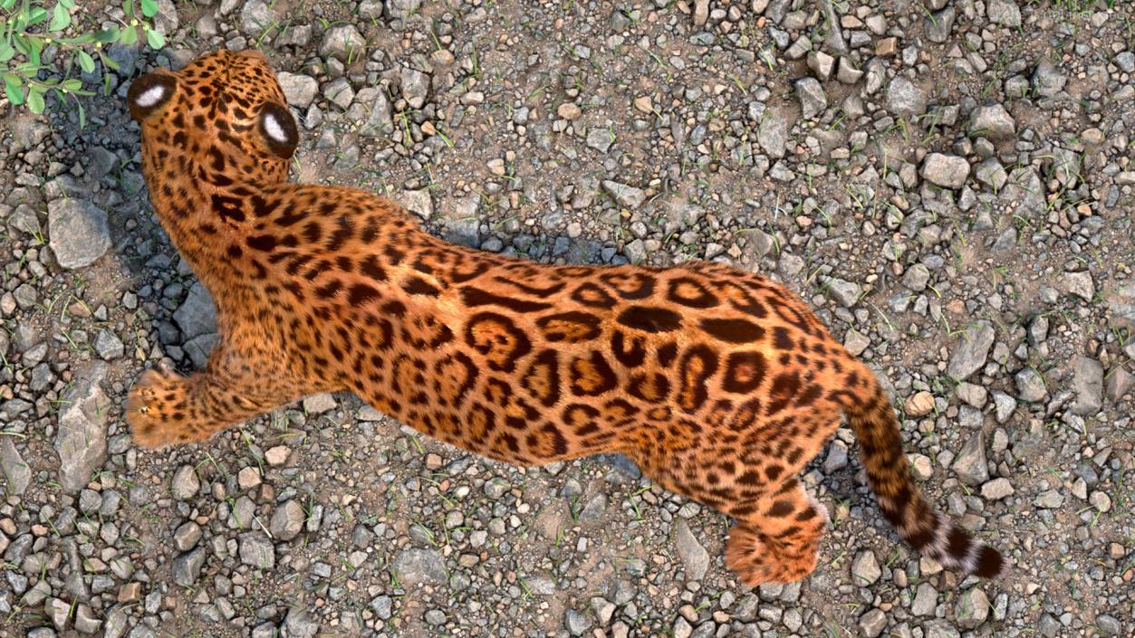 3D Big Cats Fur Collection model