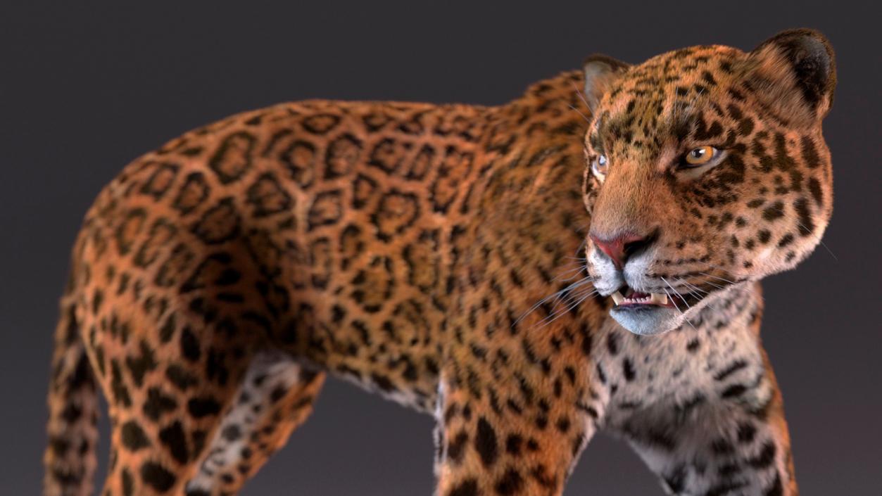 3D Big Cats Fur Collection model