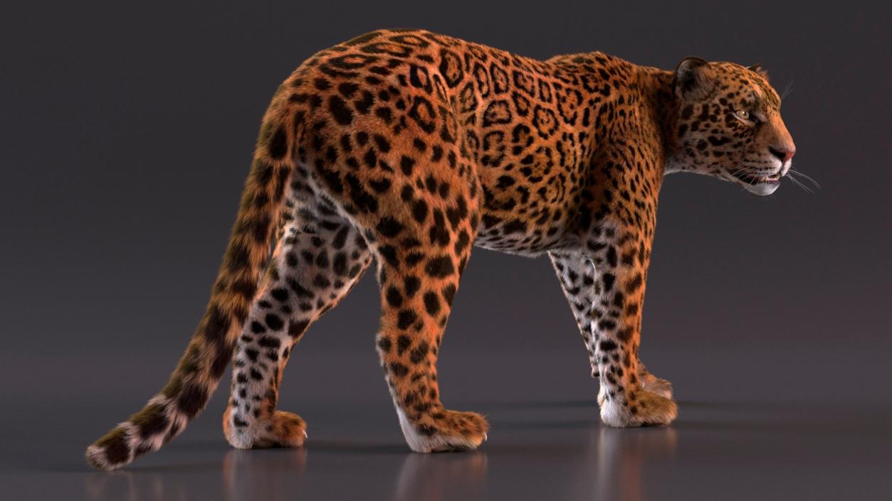 3D Big Cats Fur Collection model