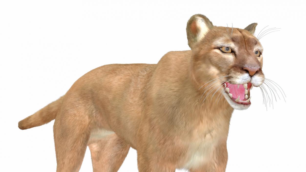 3D Big Cats Fur Collection model