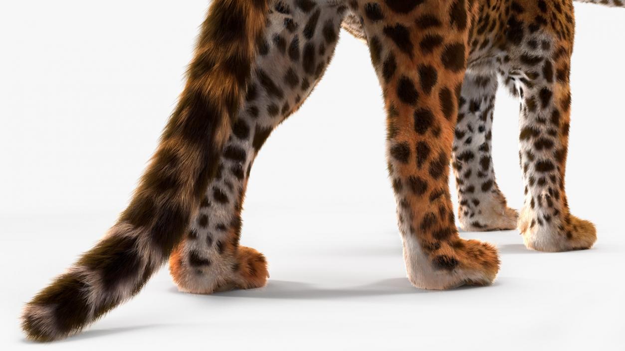 3D Big Cats Fur Collection model