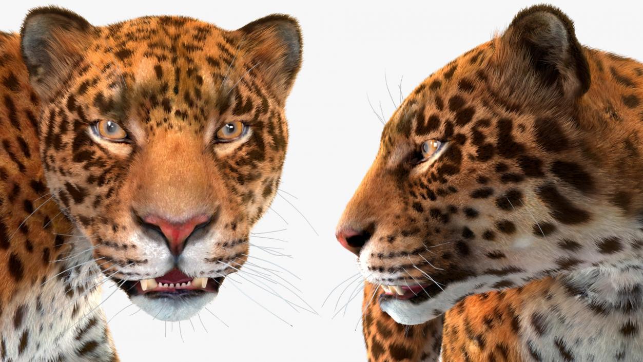 3D Big Cats Fur Collection model