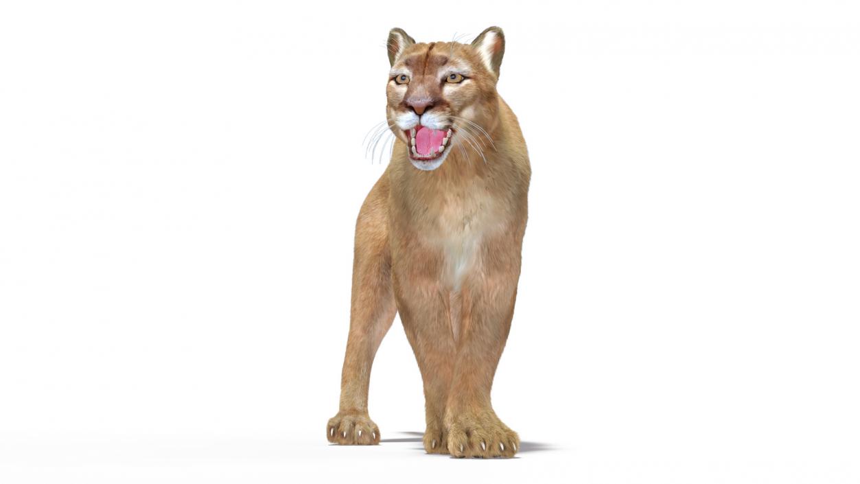 3D Big Cats Fur Collection model