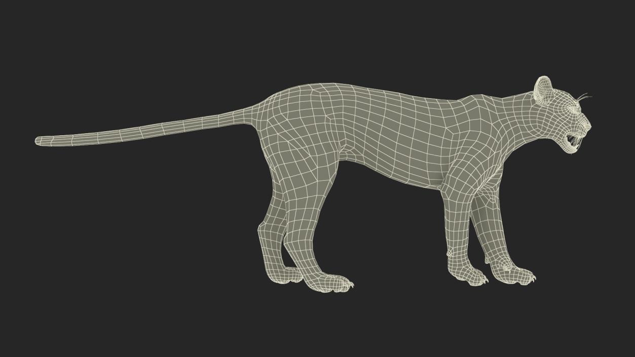 3D Big Cats Fur Collection model