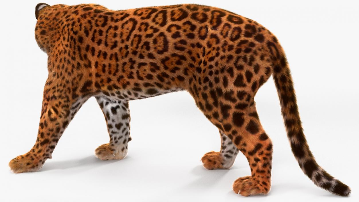 3D Big Cats Fur Collection model