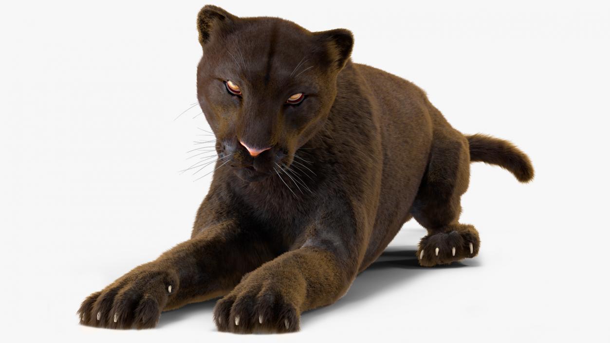 3D Big Cats Fur Collection model