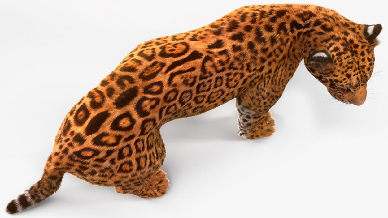 3D Big Cats Fur Collection model