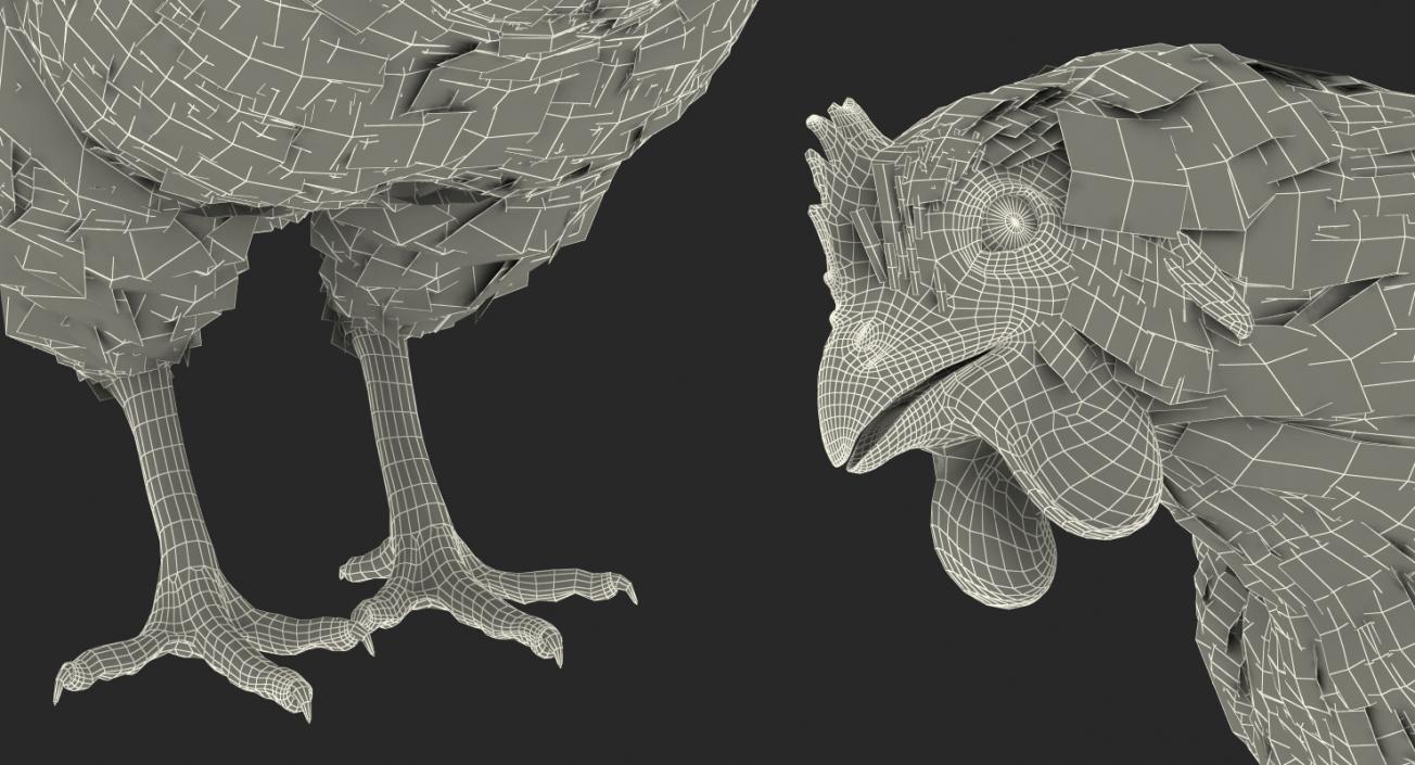 3D model White Chicken Rigged