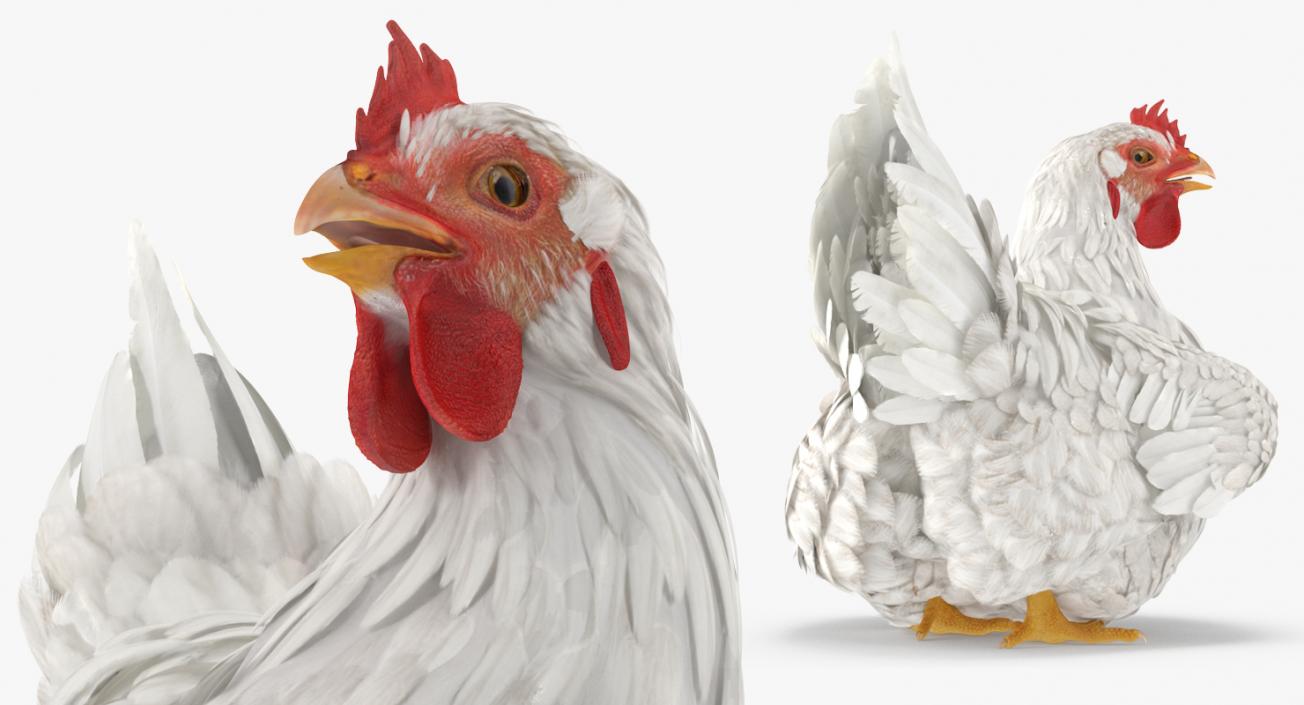 3D model White Chicken Rigged